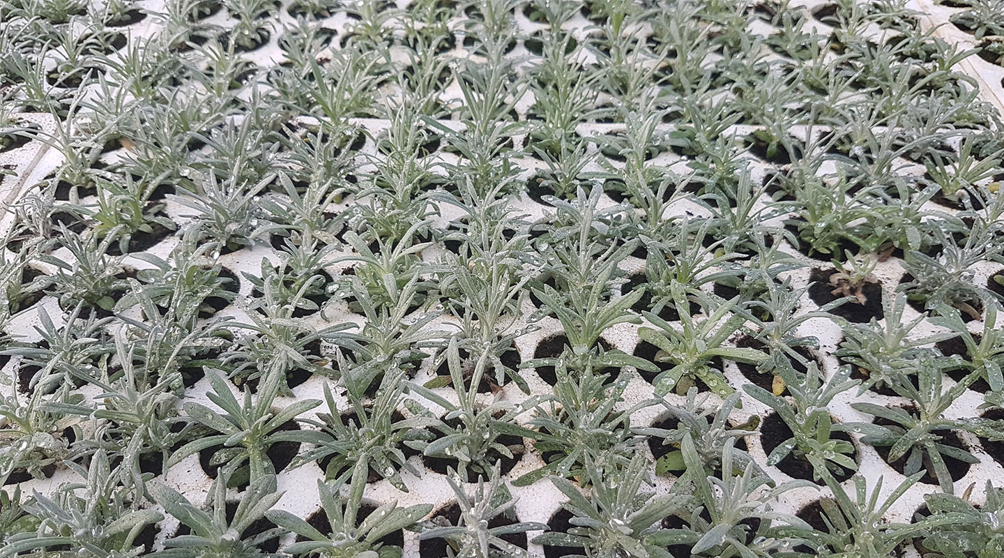 essential oil